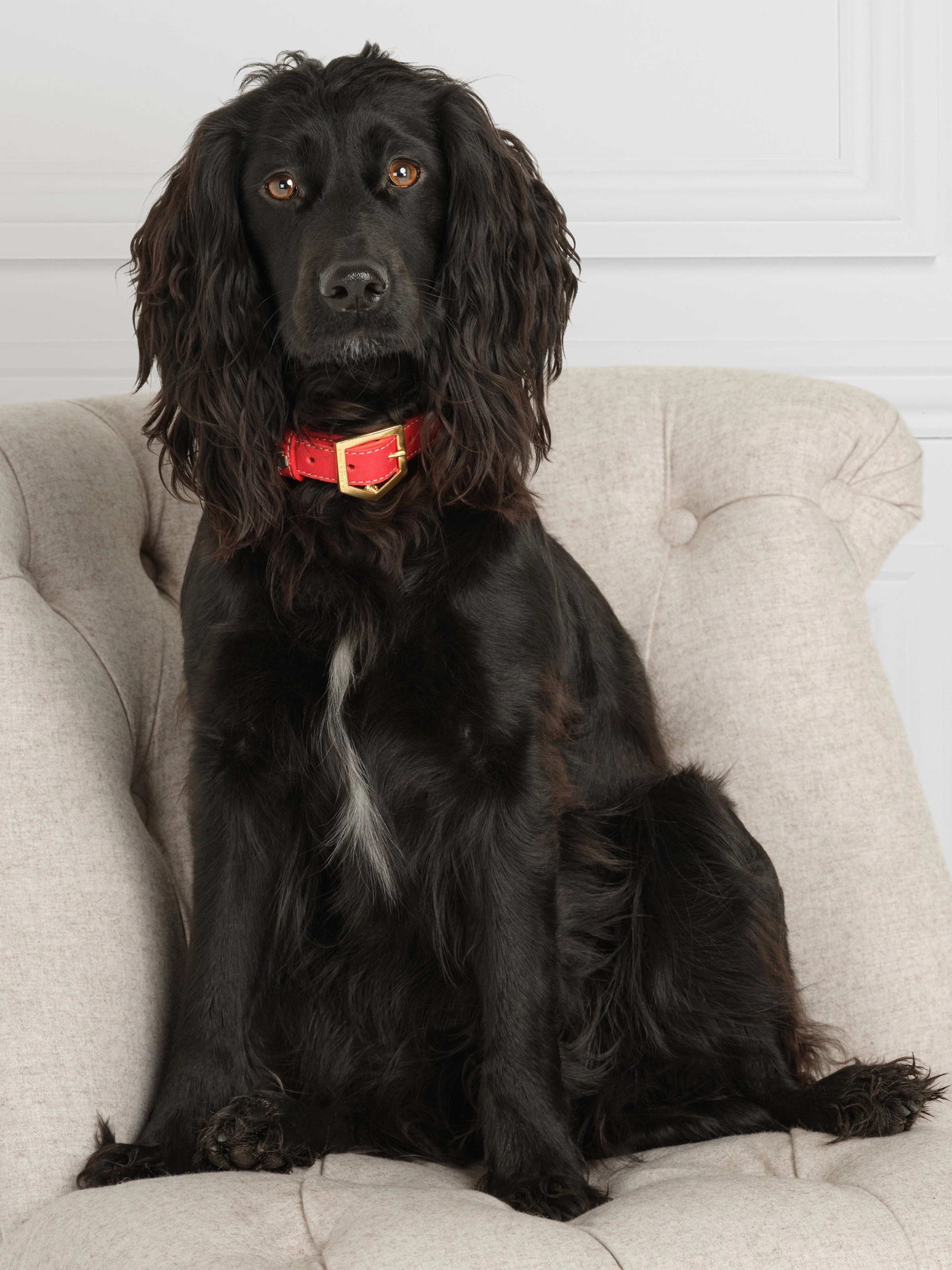 Fitzroy Dog Collar - Red Leather